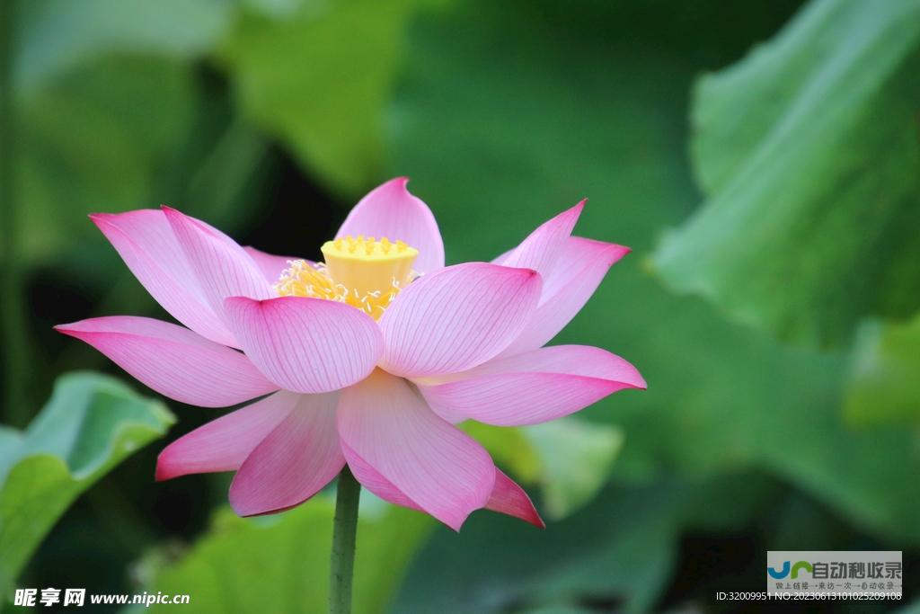 莲花网